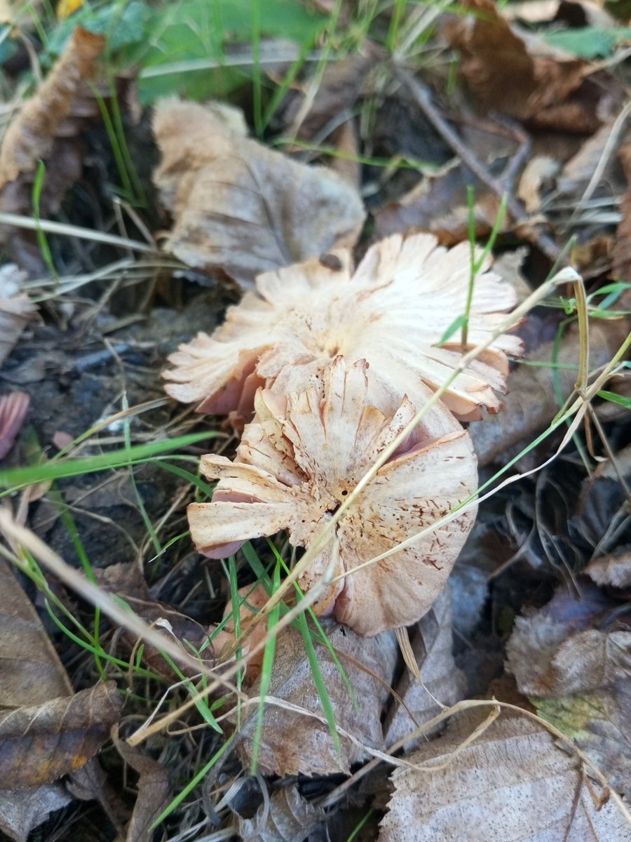 SimpleSlavGirl's tweet photo. The mushroom season is here! Unfortunately, I know absolutely nothing about edible mushrooms, so I'm just taking pictures of them.
#Nature #Forest #Photography #Wild  #Outdoors #Cottagecore #Goblincore #MushroomSeason #ForestFloor #MushroomTwitter #MushroomHunting #NatureLover https://t.co/ut5XgngNg0