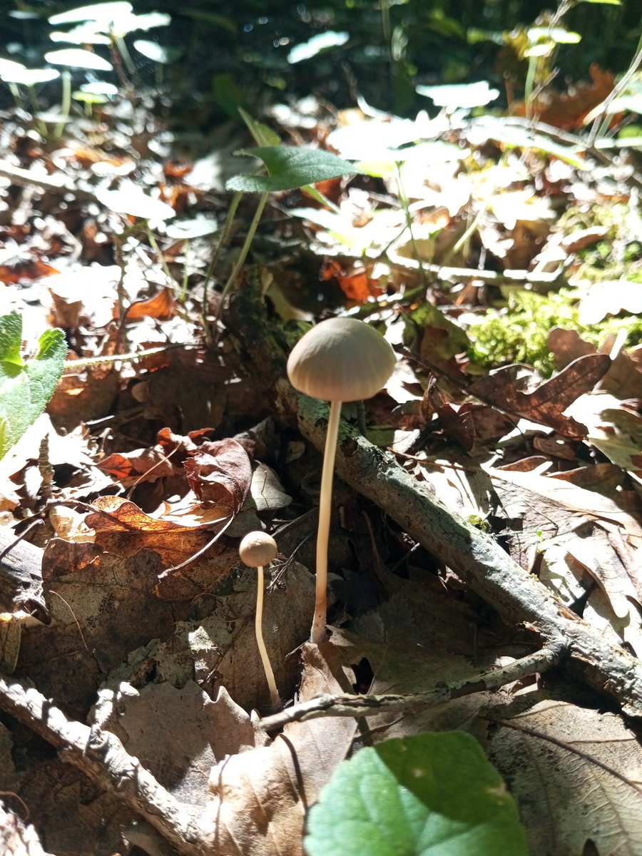 SimpleSlavGirl's tweet photo. The mushroom season is here! Unfortunately, I know absolutely nothing about edible mushrooms, so I'm just taking pictures of them.
#Nature #Forest #Photography #Wild  #Outdoors #Cottagecore #Goblincore #MushroomSeason #ForestFloor #MushroomTwitter #MushroomHunting #NatureLover https://t.co/ut5XgngNg0