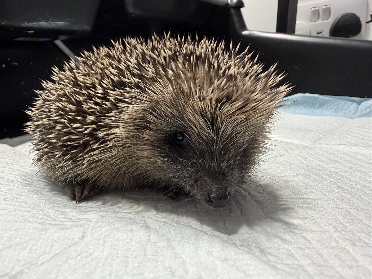 pricklelodge tweet picture