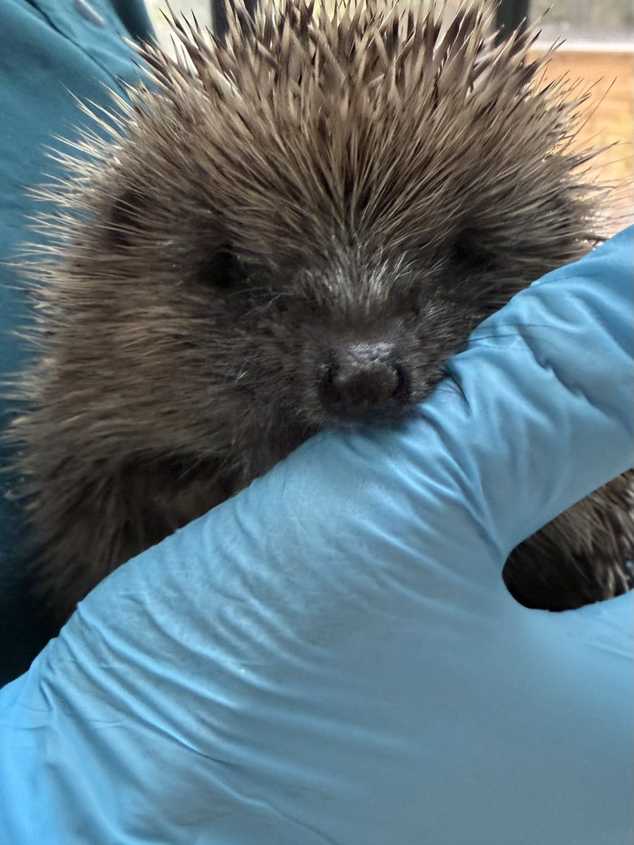 pricklelodge tweet picture