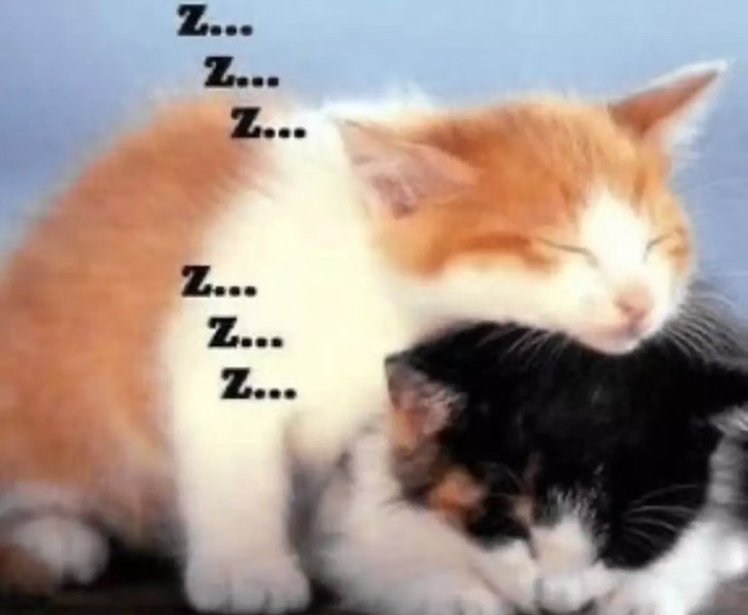 catsdotjpg tweet picture