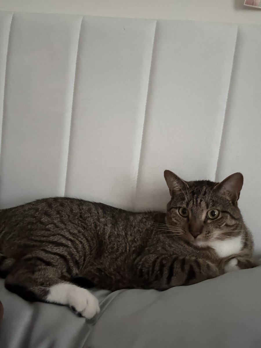 mrmeowserr's tweet photo. sun day reelacks.,,,, https://t.co/1E4nudaYiR