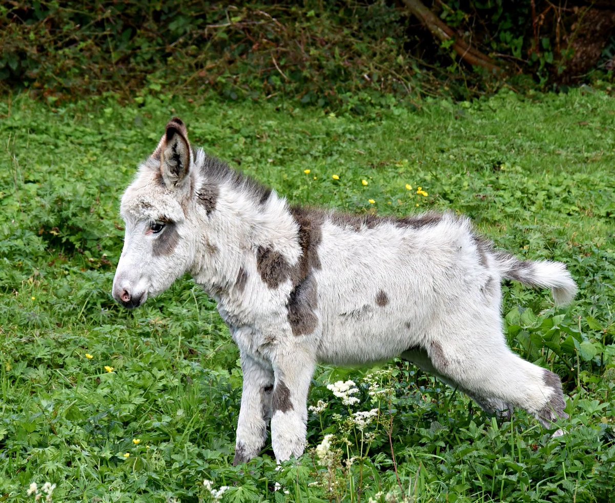 ThisIsIreland3's tweet photo. Little donkey foal, how cute and beautiful 🫏 🫏
📍County Fermanagh - Ireland 🇮🇪
📸 Caroline Johnston
#Fermanagh #Ireland #Donkey #Beauty #Wildlife https://t.co/7rdUn4gjYq