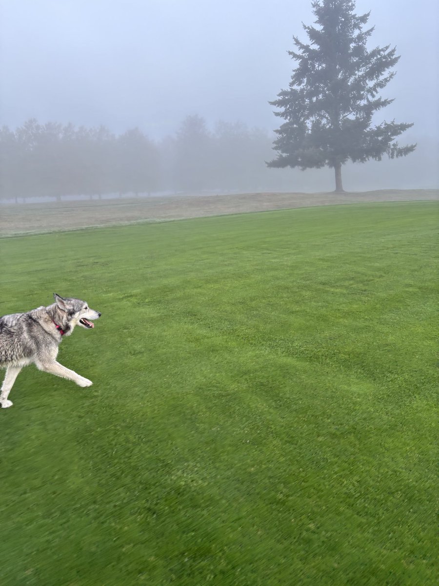 RidgesPLB's tweet photo. Into the mystic. @DogsOfTurf https://t.co/0vTuV2H02W