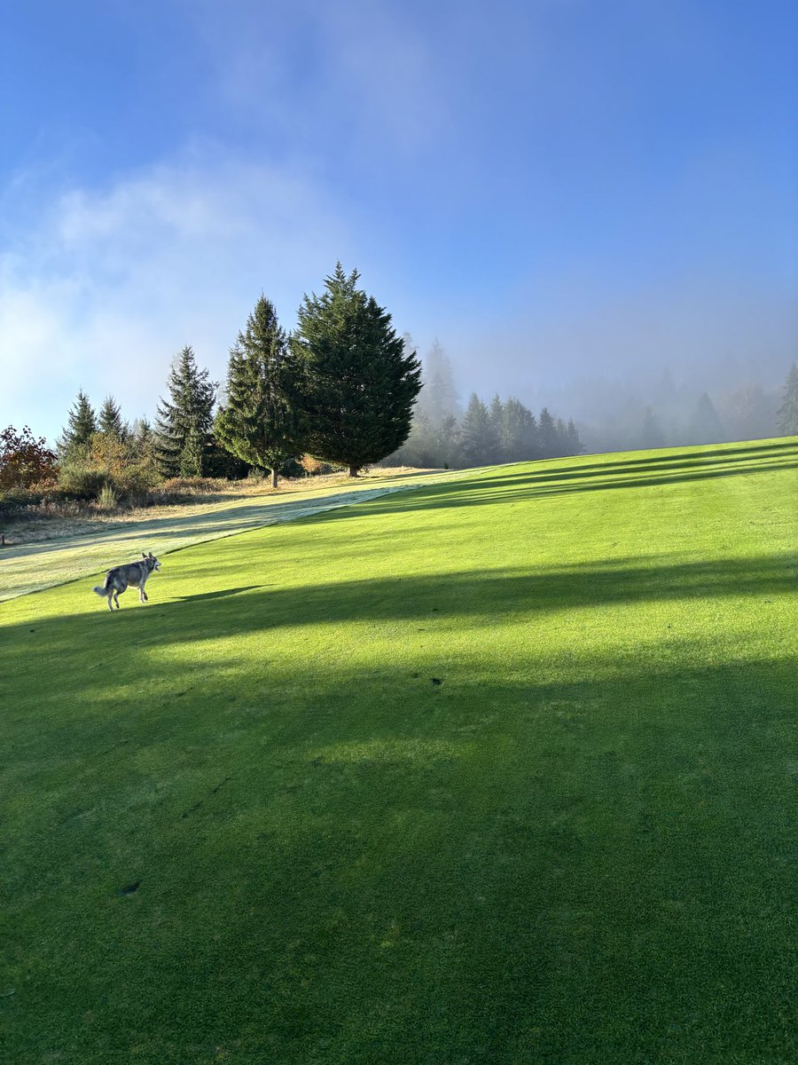RidgesPLB's tweet photo. Into the mystic. @DogsOfTurf https://t.co/0vTuV2H02W