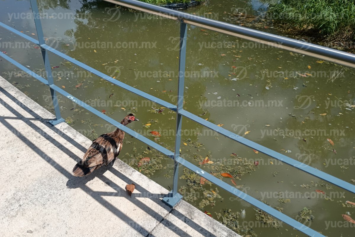 DiariodeYucatan's tweet photo. 🚨 Lago del Parque de La Plancha, ¿en abandono?: denuncian falta de limpieza y mantenimiento

A casi tres años de la inauguración del Parque de La Plancha, uno de sus elementos distintivos, el lago artificial, mostraba hasta hace unos días señales de falta de limpieza y mantenimiento.

Durante un recorrido se observó agua con tono verdoso y turbio, acumulación de materia orgánica y algunos residuos de envolturas y envases. Hojas y restos de los árboles cercanos también se concentran en distintos puntos del cuerpo de agua.

La situación ha generado inquietud entre algunos usuarios, particularmente por el estado del agua. También se encontraron residuos aparentemente arrojados por visitantes, pese a que el parque cuenta con botes para depositar la basura.

📲 Conoce los detalles:
https://t.co/0yoSkhqJkm