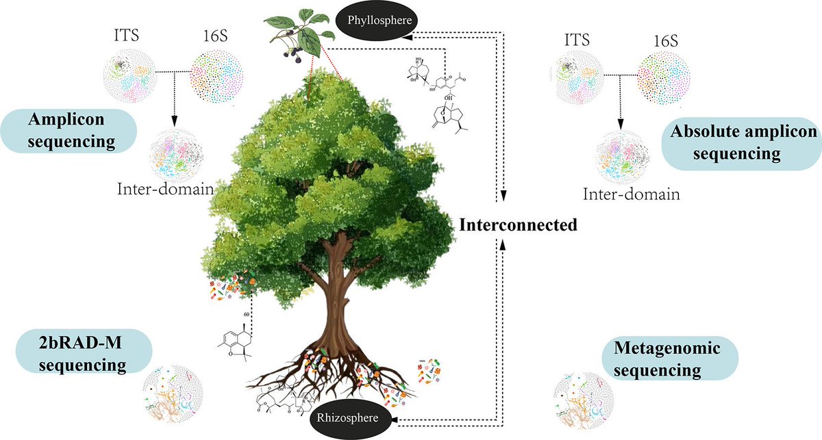 MicrobesInfect's tweet photo. Biases in High Throughput Sequencing Methods Affect Microbial Molecular Ecology Networks &amp; Keystone Taxa Identification in the Cinnamomum migao Rhizosphere &amp; Phyllosphere.

Sequencing methods reshape microbial networks &amp; keystone taxa in the ecosystems.

https://t.co/BcsOwL7sKs https://t.co/QYAfjJRCzb