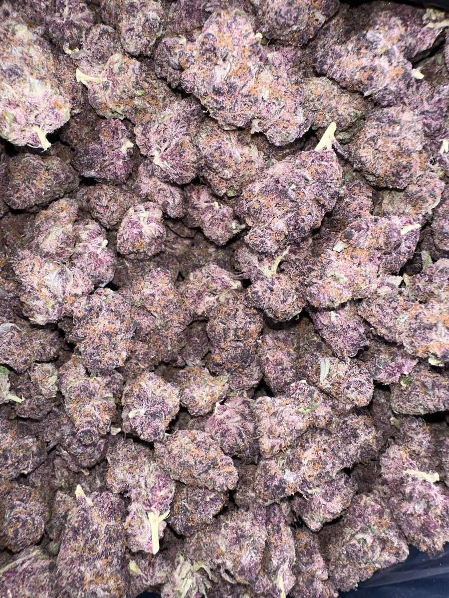 STONERS2027's tweet photo. Purple haze available for delivery send me a dm $600 a pound bag lmk 

📱https://t.co/ZG6HoEGMLB  

📱 https://t.co/BUz6U7bAYD

#cannabis #strain #flower #budshots #weedculture #Texas #Tx #cbd #thc #worldwide https://t.co/svg1SRBAN6