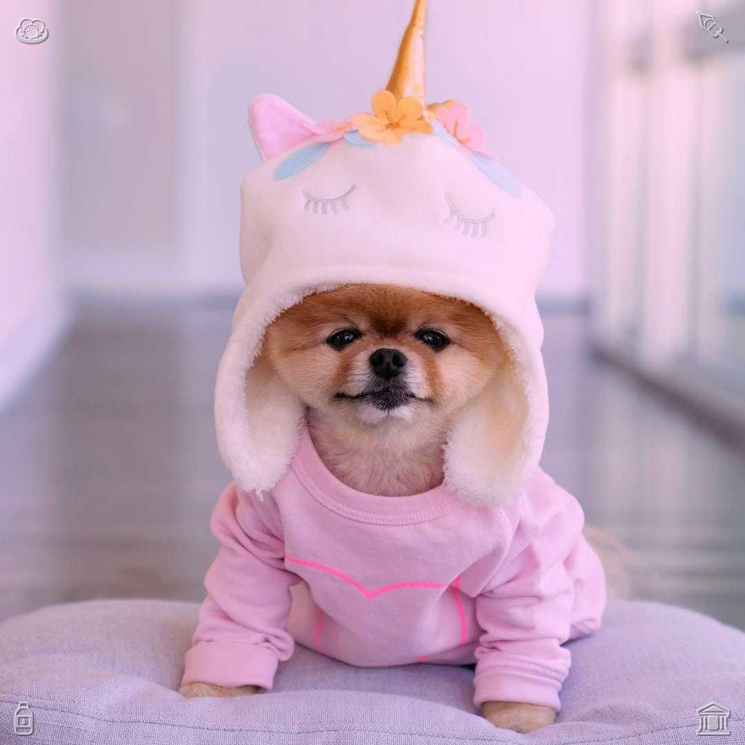 danielveigaa10's tweet photo. The playful barking of puppies echoes in the room, full of vitality. Their lively sound breaks trivial quiet dullness and warms family atmosphere.💜Life is tough, but so are you. https://t.co/aWcVTmTQSr