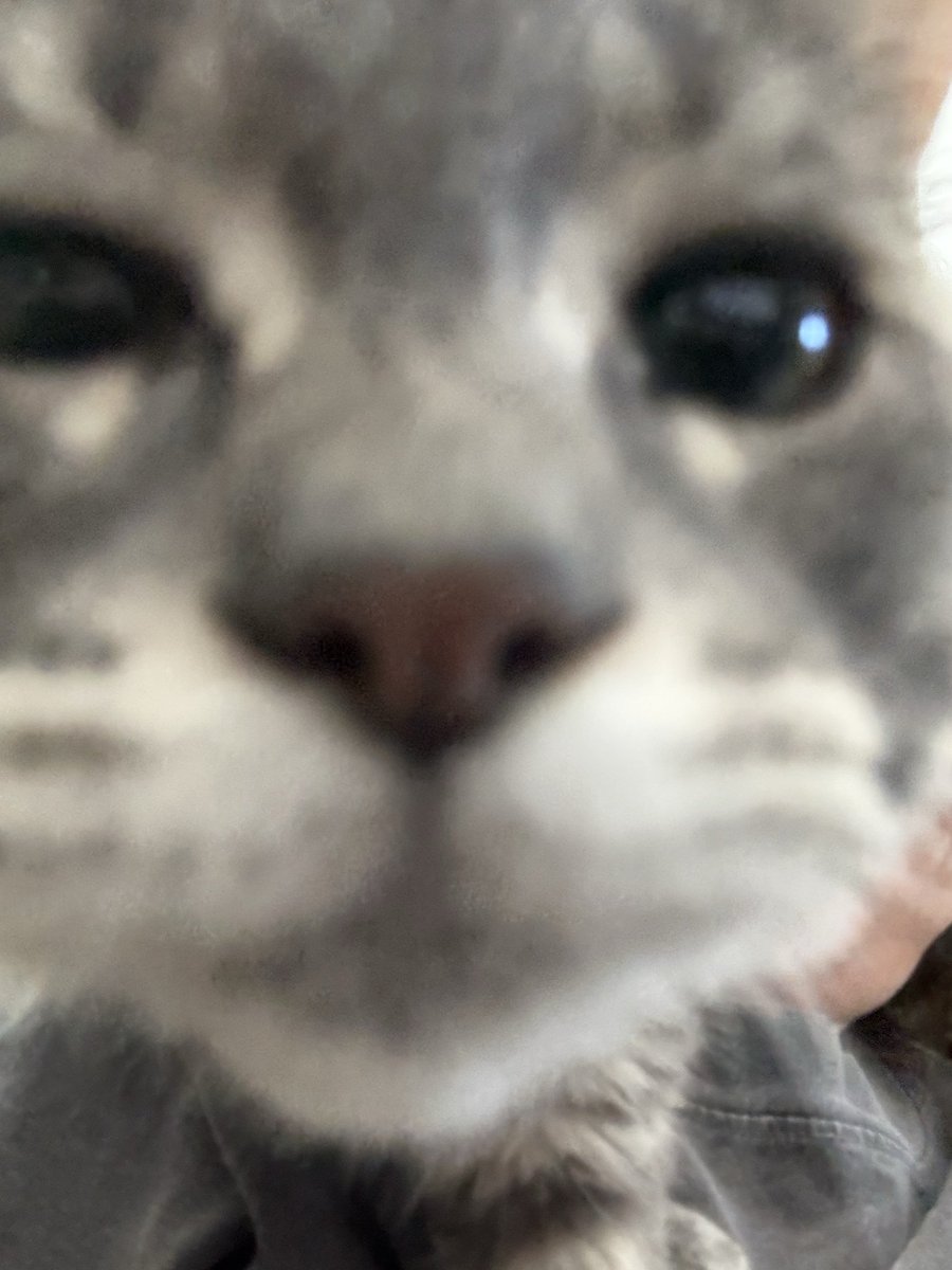oigevalt's tweet photo. can u believe this little pipsqueak https://t.co/8q2HMr6Yks