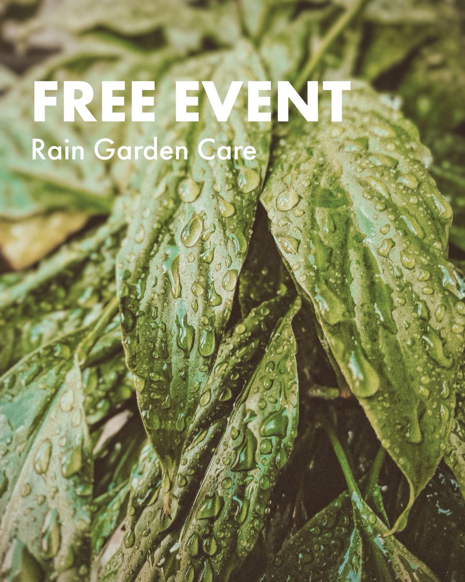 WUIW's tweet photo. Rain Garden Care 🌧️

Learn how to care for a rain garden and make the most of rainfall in your landscape. This upcoming class will cover practical tips to keep your rain garden healthy, beautiful, and water-wise.

📅 October 7 | 6:00–7:30 p.m.
📍 Phoenix
👉 Register here: https://t.co/4TukkWSnrZ

#WaterUseItWisely #SmartWaterUse