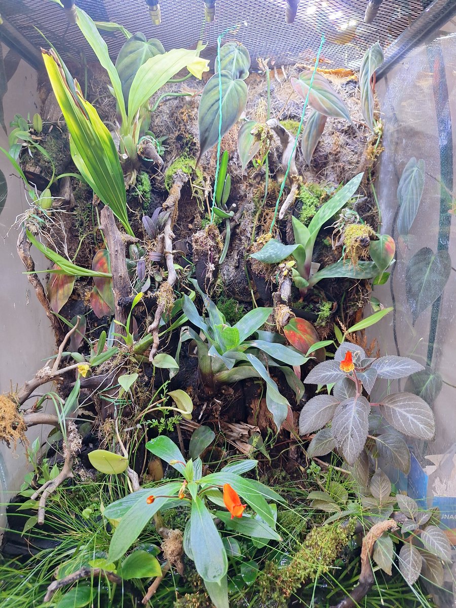 Arthur41811500's tweet photo. Alguns tem jardins... alguns tem hortas... eu tenho um terrário... e ele finalmente está florindooo!! https://t.co/XpnKT4wxCo