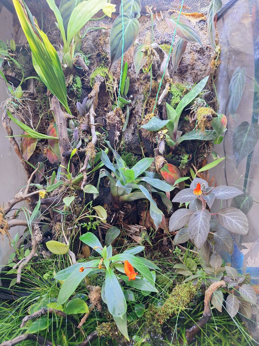 Arthur41811500's tweet photo. Alguns tem jardins... alguns tem hortas... eu tenho um terrário... e ele finalmente está florindooo!! https://t.co/XpnKT4wxCo