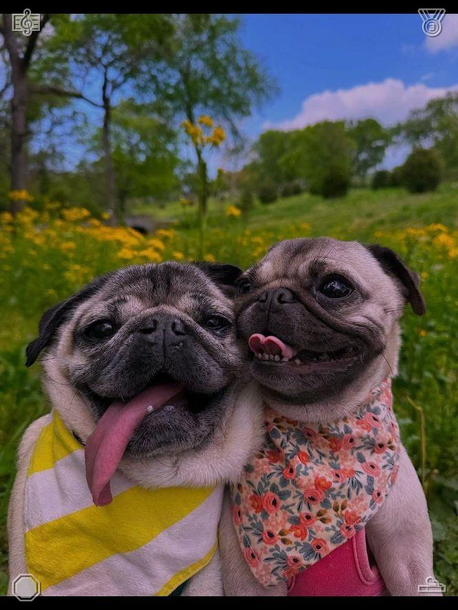 GreenAsmr tweet picture
