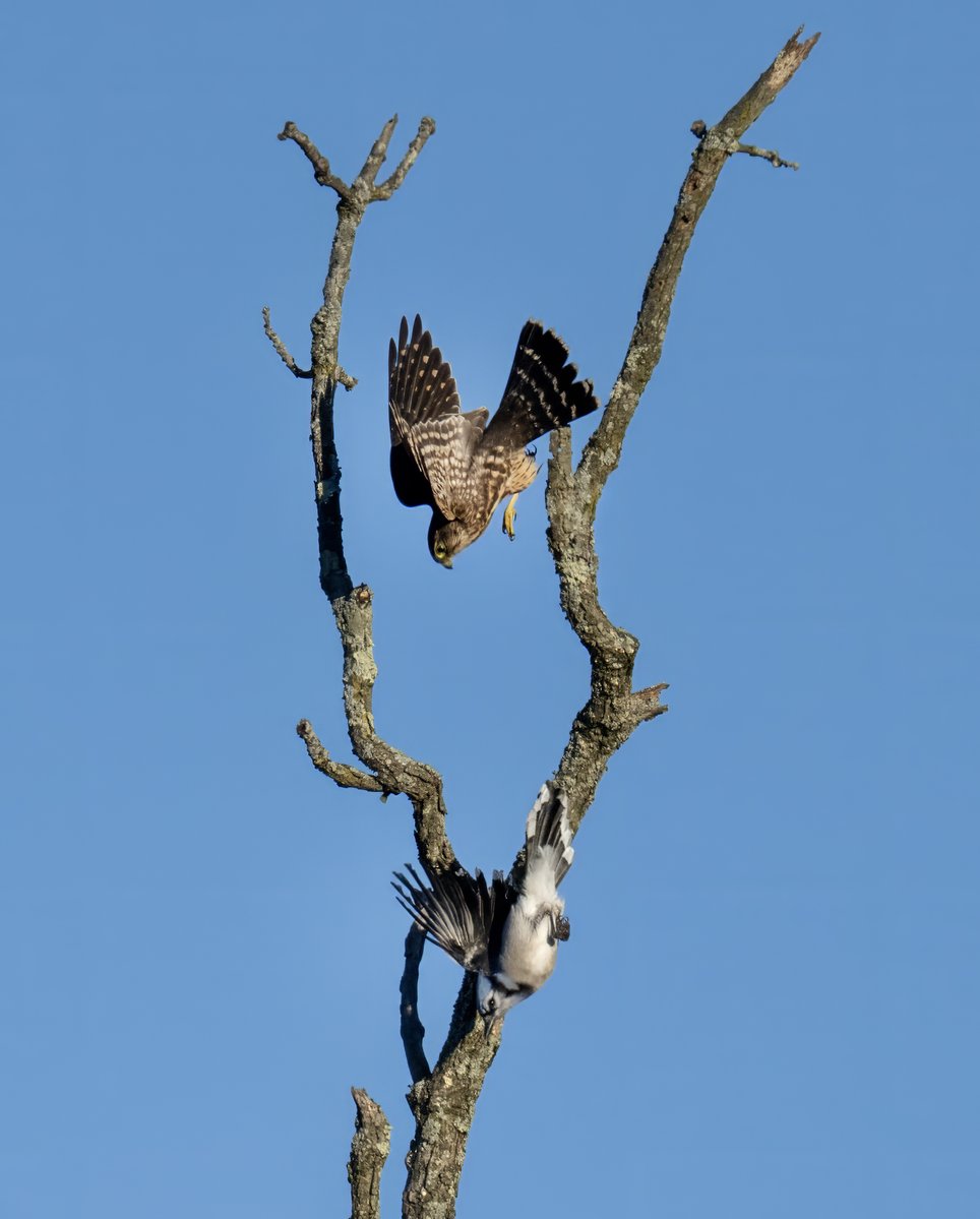 JocAPhotography's tweet photo. Merlins are migrating through here in Michigan, and the Blue Jays are not happy about it. There were quite a few brave Blue Jays that would bop the Merlin and then fly away while being chased. At one point the Merlin flew right over my head. https://t.co/RXRBc7Iqfw
