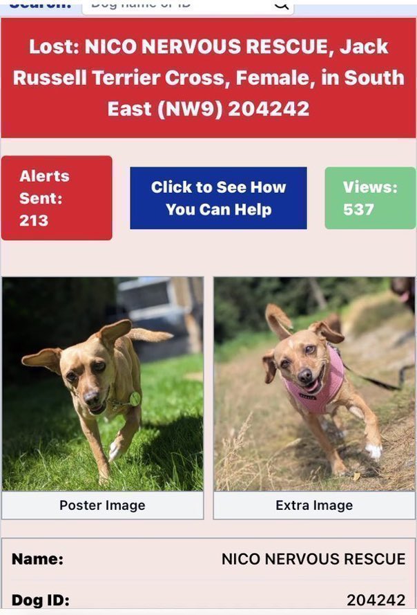 LisaClareRead2's tweet photo. Have you seen Nico?
She’s a nervous rescue dog who went missing on 20th July from Silkstream Park, #London NW9 area.
Please report sightings only and help get her home.
Thank you 🙏
#missingdog #StolenDogHour
https://t.co/w3UzHIrtwy
#SouthEast #JackRussellX https://t.co/HeB8JtdcSa