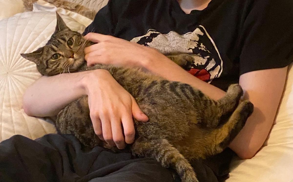 oljynsuodatin's tweet photo. My sisters cat has an unfortunate condition called "cute little baby disease" and im afraid it's untreatable https://t.co/wrjPEpx1WN