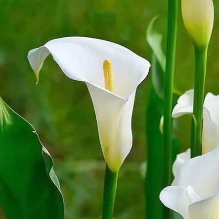 IkolMischief's tweet photo. Loki’s collar being inspired of of calla lilies, a flower representative of innocence, purity and rebirth is both gut wrenching as it is genius https://t.co/zsS3xqJfps