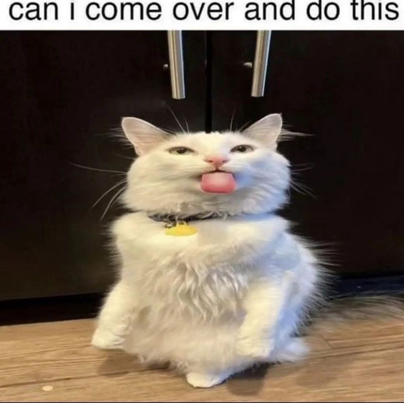 catblep tweet picture