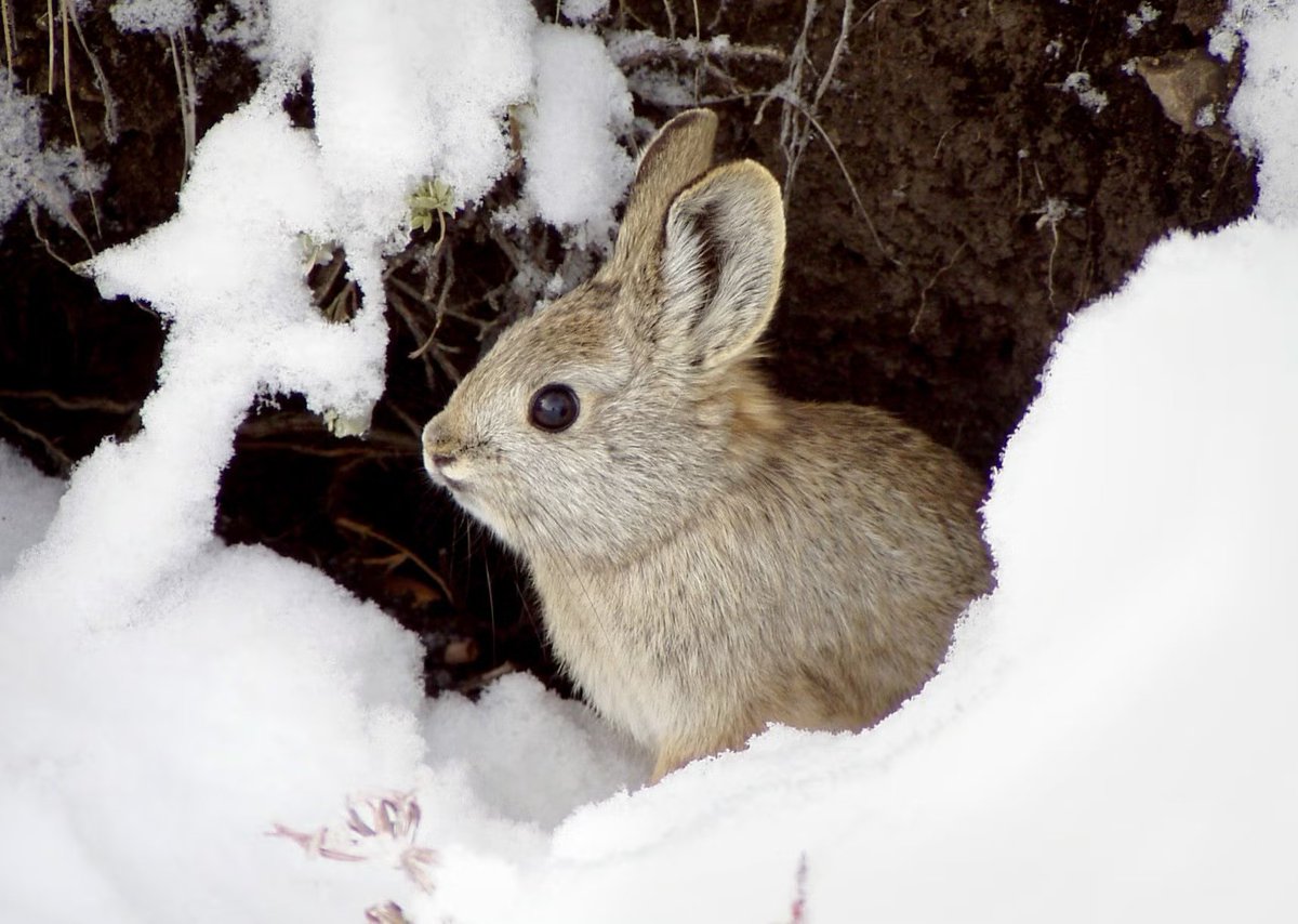 tgirlcuddles's tweet photo. bunny who loves the snow https://t.co/OZF2u1pmiX