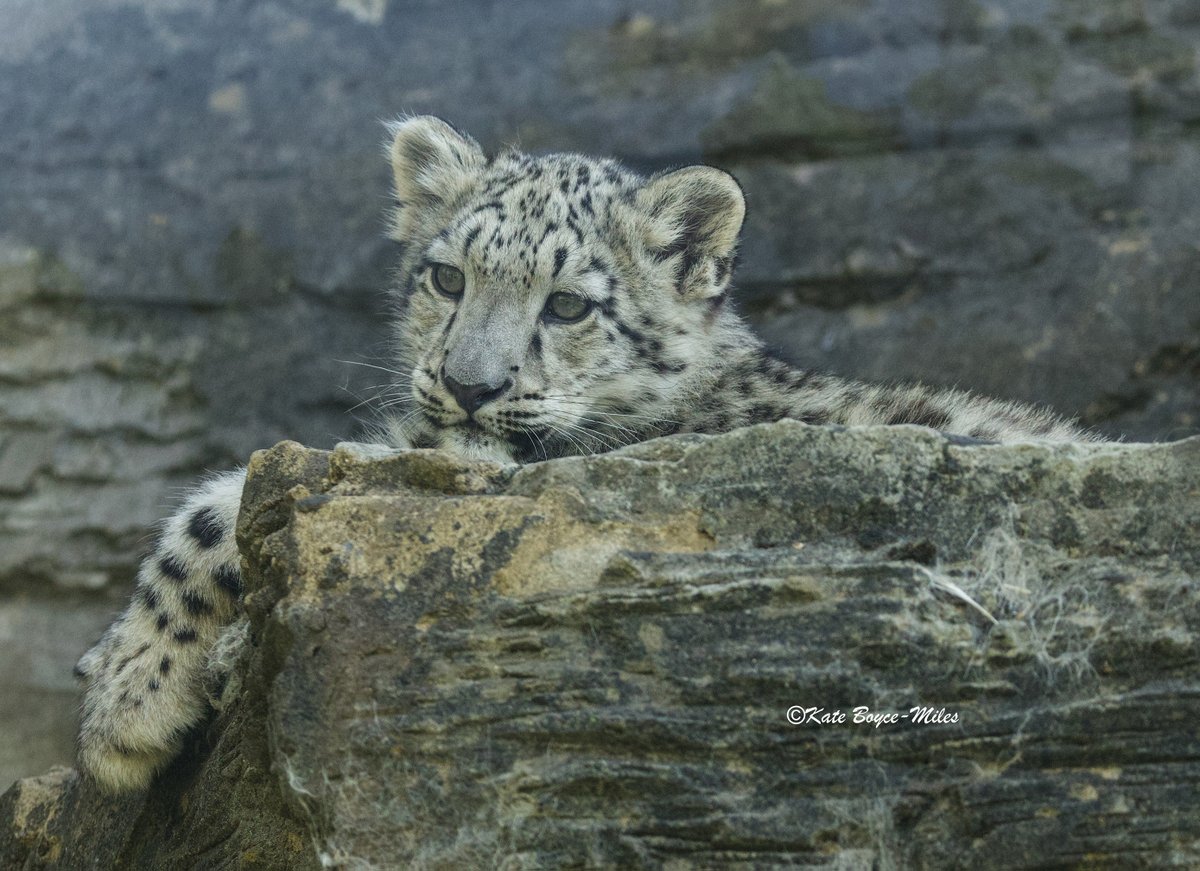Mararda10's tweet photo. Momo the #snow #leopard #cub. #Photography #cat #bigcat #feline #felid #Panthera #uncia #MarwellZoo https://t.co/06weEb3P7w