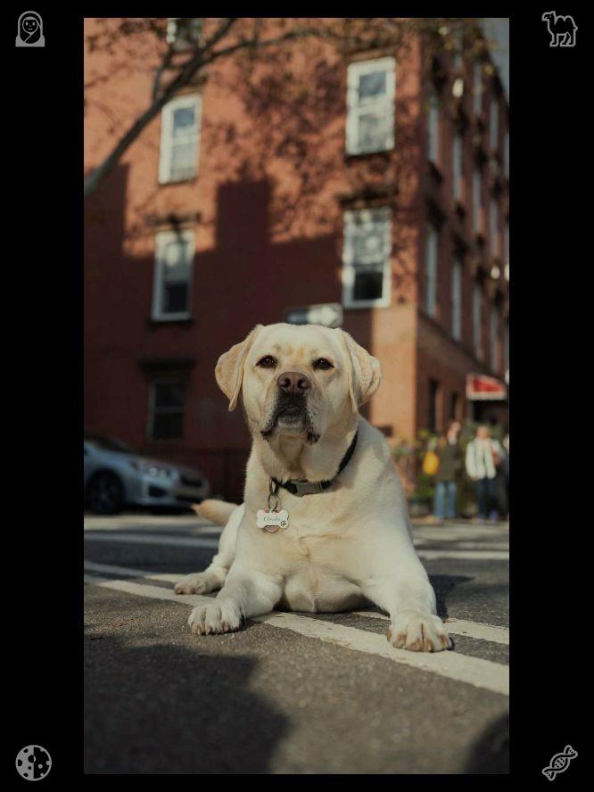 tomorin2200's tweet photo. The young man smiled, reaching down to scratch Oliver behind the ears. “Hey there, buddy,” he said softly, his voice relaxing as Oliver purred. “You’re a friendly one, aren’t you?” Clara watched from her stool, sipping her latte, and noticed🐾Autumn is already in the air https://t.co/hWMiwKMA7P