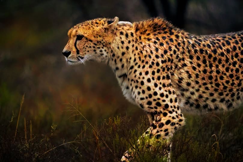 SANParksMZNP's tweet photo. 📷Carolyn Greathead - "Pure Beauty..such a thrill to be close to and observe." #MountainZebraNationalPark #LiveYourWild #WildBackYard @SANParks https://t.co/A2sqjPa7UT