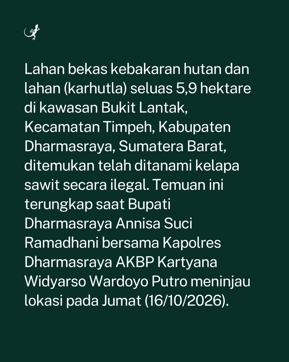 MongabayID's tweet photo. Lahan bekas kebakaran hutan dan lahan seluas 5,9 hektare di kawasan Bukit Lantak, Kecamatan Timpeh, Kabupaten Dharmasraya, Sumatera Barat, ditemukan telah ditanami kelapa sawit secara ilegal. https://t.co/yb7Did6H2i