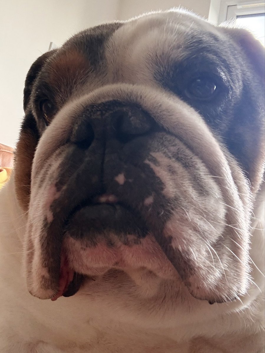Bc68pk's tweet photo. All proud of himself after pooping all over the decking 10 mins before a house viewing. 🙄 Happy Monday !!! https://t.co/CYQbD8klAH