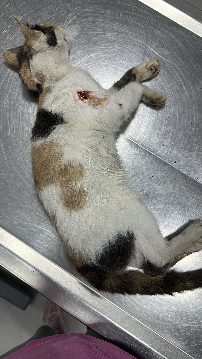 annesininboncuk's tweet photo. Biliyorum şansı az ama denemek istiyorum. Gaziosmanpaşada buldum 3 delikli bir yarası ve tutmayan patisiyle 10 gündür geziyormuş. Ölü gibi kokuyordu.Yuva arıyoruz. Geri sokağa bıraksam Gop a dönmeye çalışır diye korkuyorum.
Tedavisini yaptırdım, kısırlaştırdım. Yuvaaa https://t.co/VJDQlgI4ZR