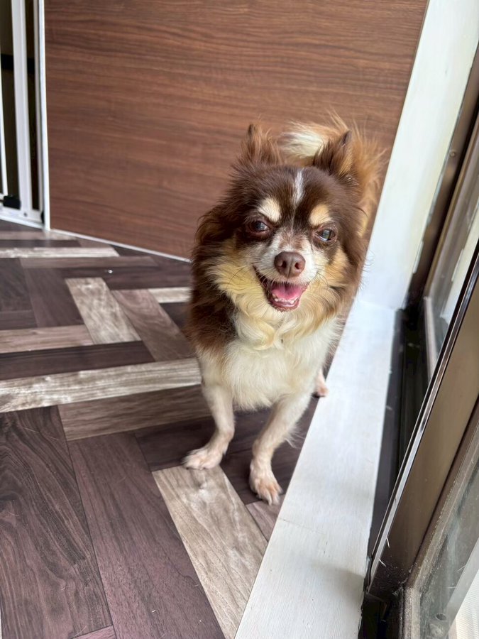 tochigisatooya's tweet photo. 【犬の #里親募集 】「犬歯を削られた #チワワ のブルー」#栃木県 #宇都宮市 - 犬の里親募集(525250) https://t.co/jmcPjg23Qg #保護犬 #保護犬を家族に #犬 https://t.co/xrrKkvvbLb
