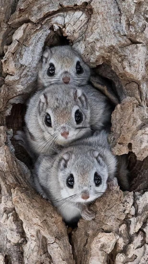 MeThySquirrel's tweet photo. 1,2,3😁😍
these cute cousins of mine from Japan have really impressed people online 

aren't they just cute

tell me 😁 https://t.co/wAwjXdBFEY