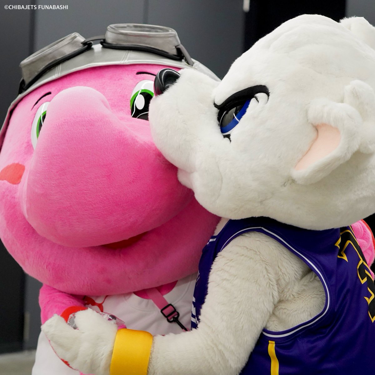 CHIBAJETS's tweet photo. 【お知らせ】本日のハーフタイムで #ジャンボくん ＆ #サンディー のコラボダンスパフォーマンスが決定いたしました❤️‍🔥ぜひぜひ皆さま、お楽しみに🐘🐻‍❄️💕@Jumbokun_GOJETS ＠36Sundy https://t.co/HqXHZgy8x4