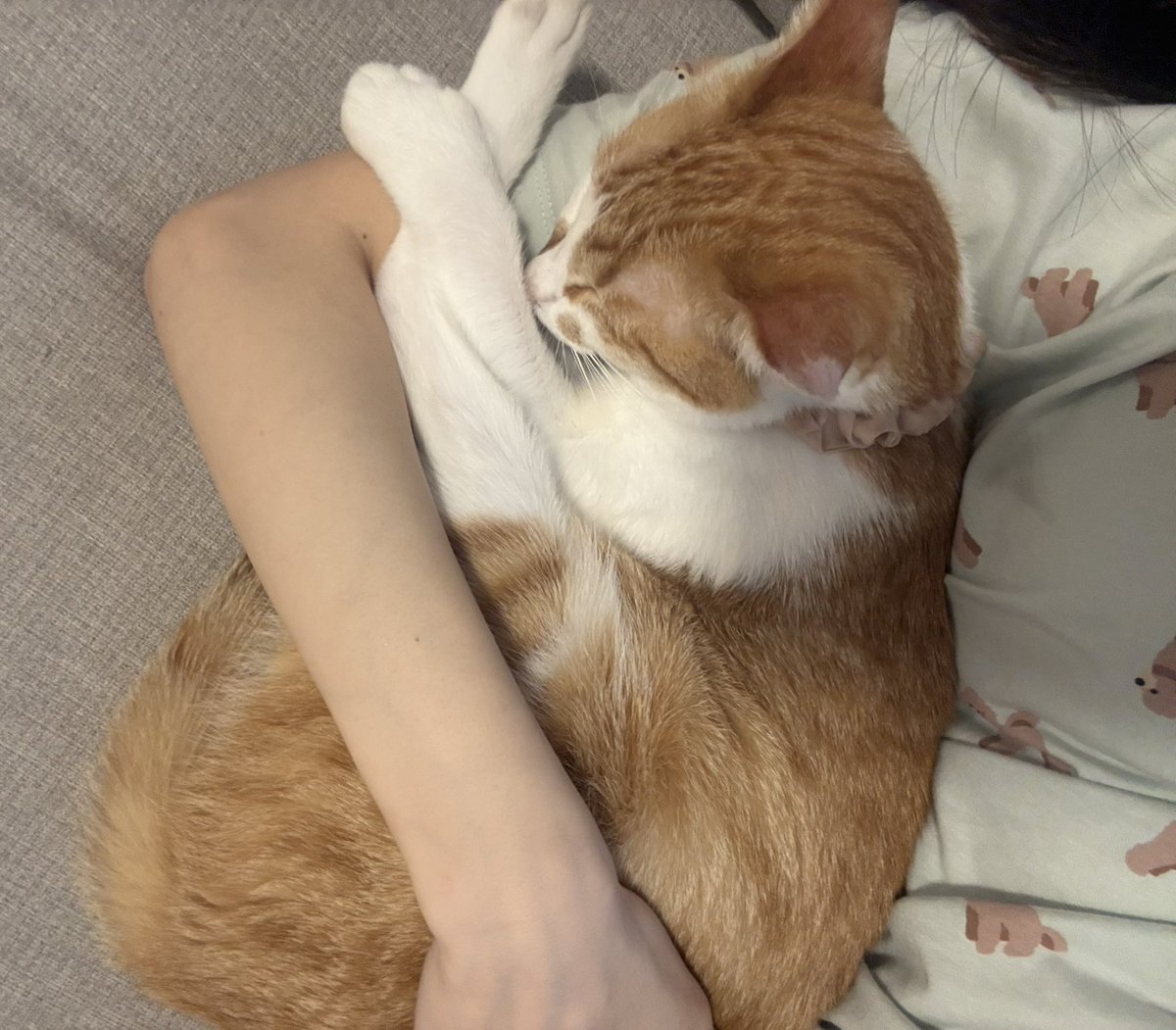 _n3x3n_'s tweet photo. 昼寝しててめちゃくちゃ暑いと思ったら潜り込まれてた( ˘ω˘ )きみは絶対👶と寝るタイプだね…
もう1匹は超絶ビビリだから👶には近づかないだろうな https://t.co/0l2cwz5c1B