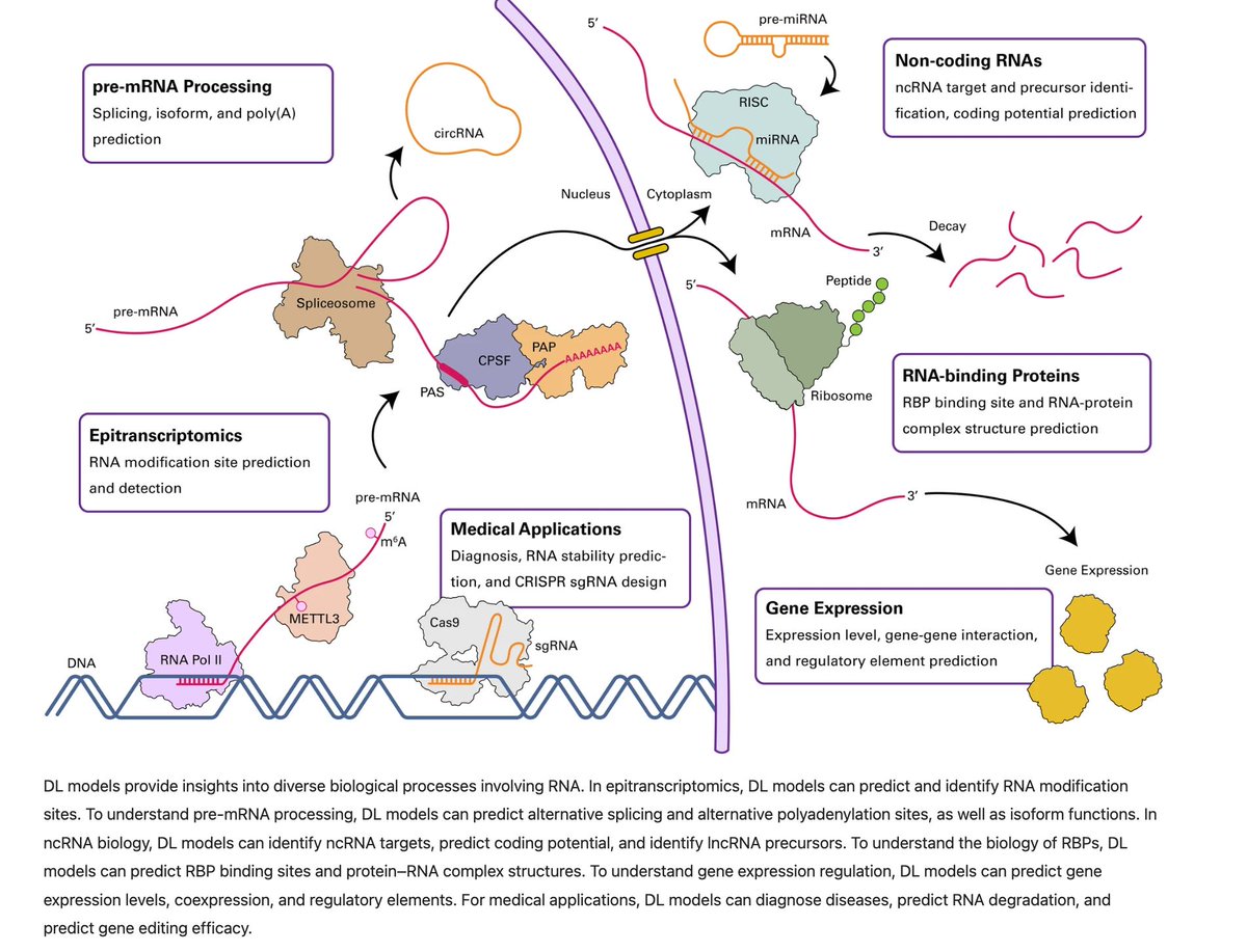 gp_pulipaka's tweet photo. Biology Analysis of RNA! #BigData #Analytics #DataScience #AI #MachineLearning #IoT #IIoT #PyTorch #Python #RStats #TensorFlow #Java #JavaScript #ReactJS #GoLang #CloudComputing #Serverless #DataScientist #Linux #Programming #Coding #100DaysofCode 
https://t.co/stKWRM3Uo2 https://t.co/cDf6ymP5nN
