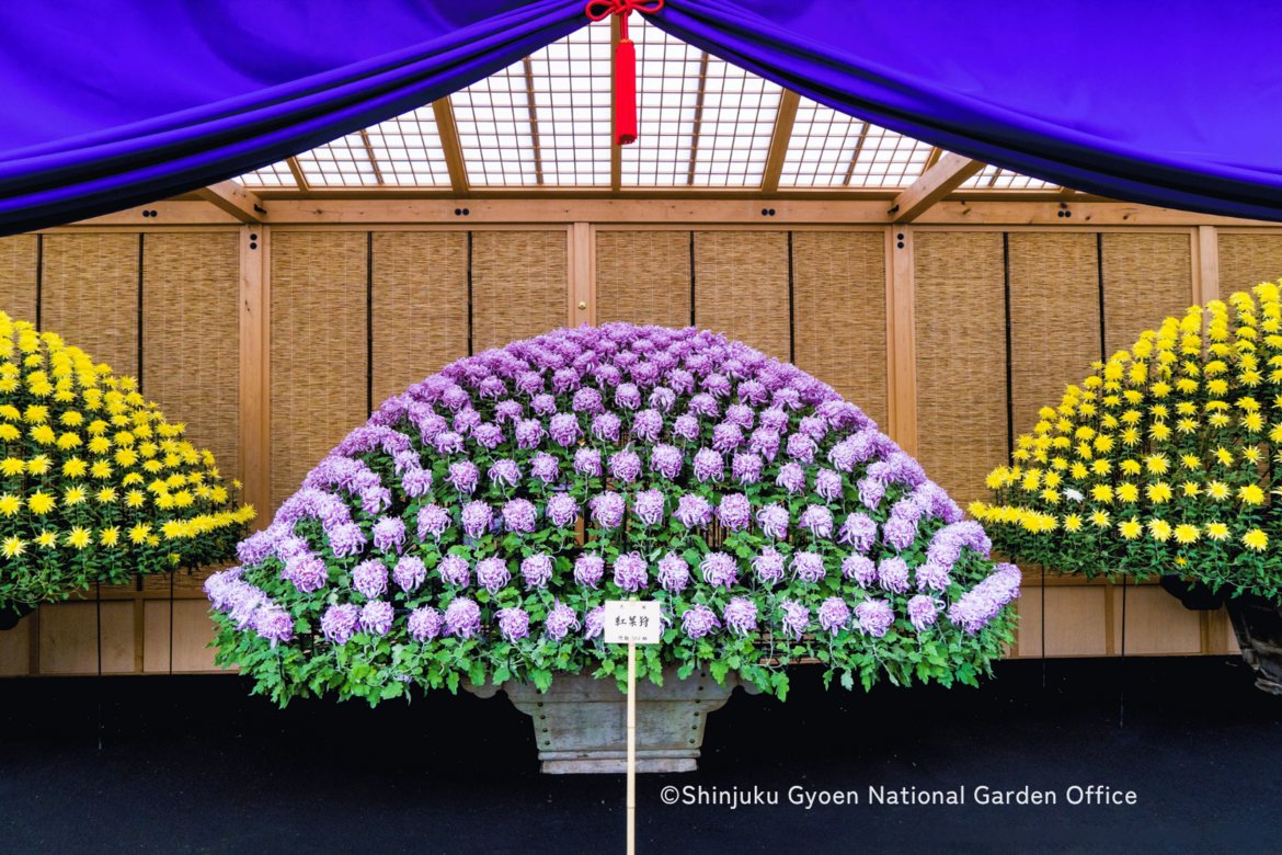 japan's tweet photo. Hundreds of flowers from one chrysanthemum—and every year, the display starts again. 🌼 At Shinjuku Gyoen, Ozukuri takes over a year to shape one plant into a broad semicircle of blooms. The flowers fade, but the skill to recreate the landscape is passed on. ✨ https://t.co/i6Cqo3DL8I