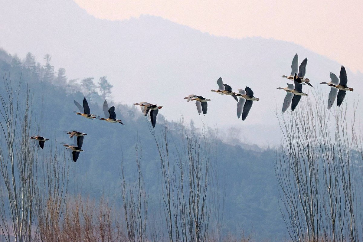 Chrisrosxz's tweet photo. [On the banks of Huanuo Lake, rare migratory birds dance gently in the morning mist, painting a quiet, beautiful scene.] https://t.co/eVMRGB7DCn