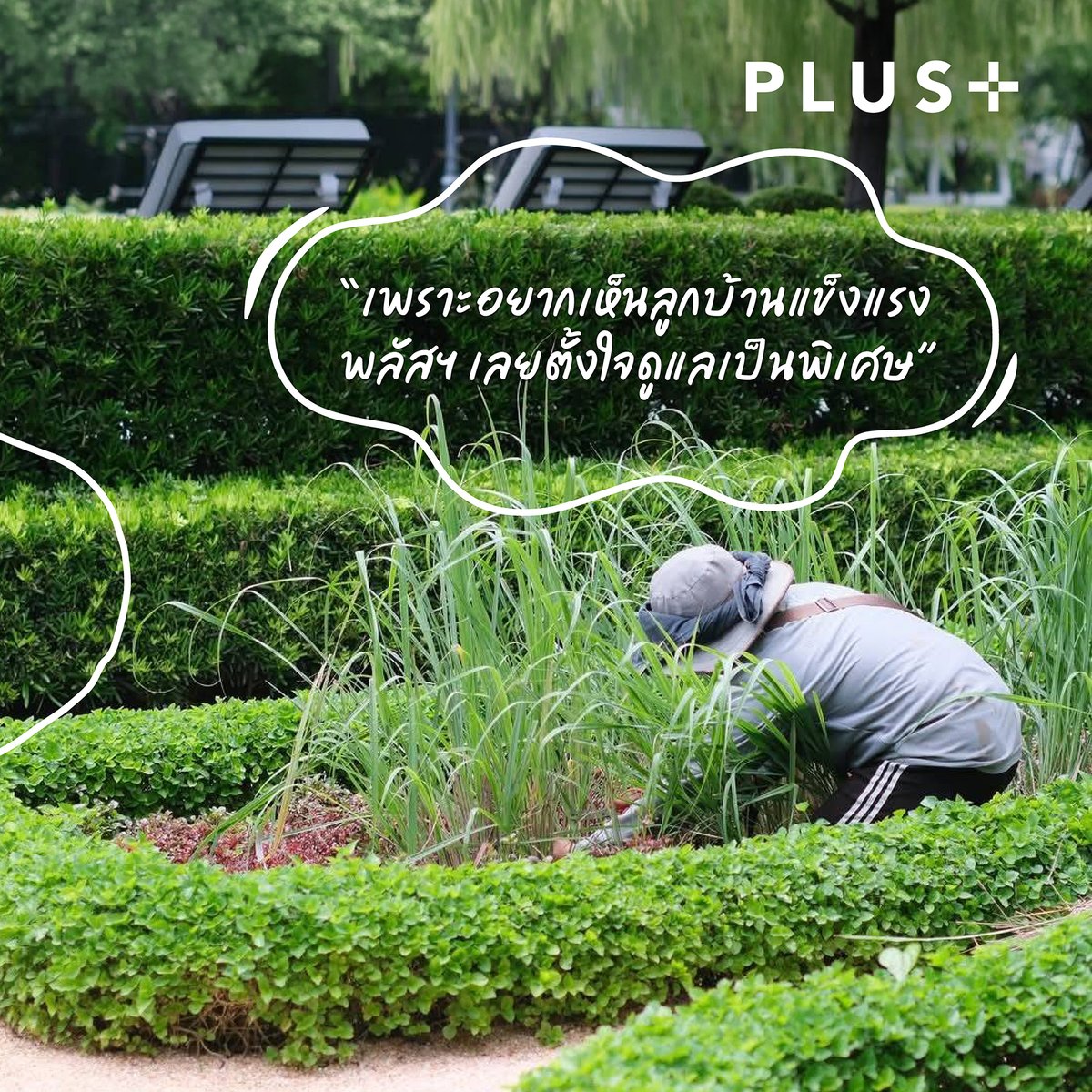 PlusPropertyTH's tweet photo. เย็นนี้ทำเมนูอะไรดี? ถ้ายังคิดไม่ออก  แวะมารับ “โจทย์ลับความอร่อย” จากแปลงผัก Sansiri Backyard! 🌿🌶️✨

รอบนี้พี่ ๆ นิติ พลัส พร็อพเพอร์ตี้ ตั้งใจเก็บเกี่ยวพืชผักสวนครัวและสมุนไพรปลอดสารพิษสด ๆ จาก Sansiri Backyard จัดมาเป็นเซตพร้อมปรุง ห่อใบตองน่ารัก ๆ เตรียมไว้ส่งมอบให้ลูกบ้านได้เปิดครัวทำมื้อโปรดกันแบบสดฉ่ำ 0 กิโลเมตร

ทั้งกะเพราหอม ๆ โหระพา พริกสด ผักบุ้ง ผักกาดขาว ฯลฯ ที่พี่ ๆ นิติฯ ช่าง และทีมงาน ช่วยกันรดน้ำ พรวนดินดูแลด้วยใจ เพื่อส่งต่อความสุขและสุขภาพดีให้ทุกครอบครัว 💚

เย็นนี้ลูกบ้านท่านไหนได้ผักมัดนี้ไป เล็งจะเนรมิตเป็นเมนูอะไรกันบ้างคะ? ต้มยำน้ำใส ผัดกะเพรา หรือไข่เจียวสมุนไพรฟู ๆ ถ่ายรูปจานโปรดมาอวดใต้โพสต์นี้กันได้เลย 👇🍳🍲

#SansiriBackyard #EdibleLandscape #Sansiri #EverydayLifeIsGood #ทุกวันชีวิตดี #PlusProperty #PlusLivingManagement #PLUSEverydayWellness #ใส่ใจดีนี่แหละพลัสฯ