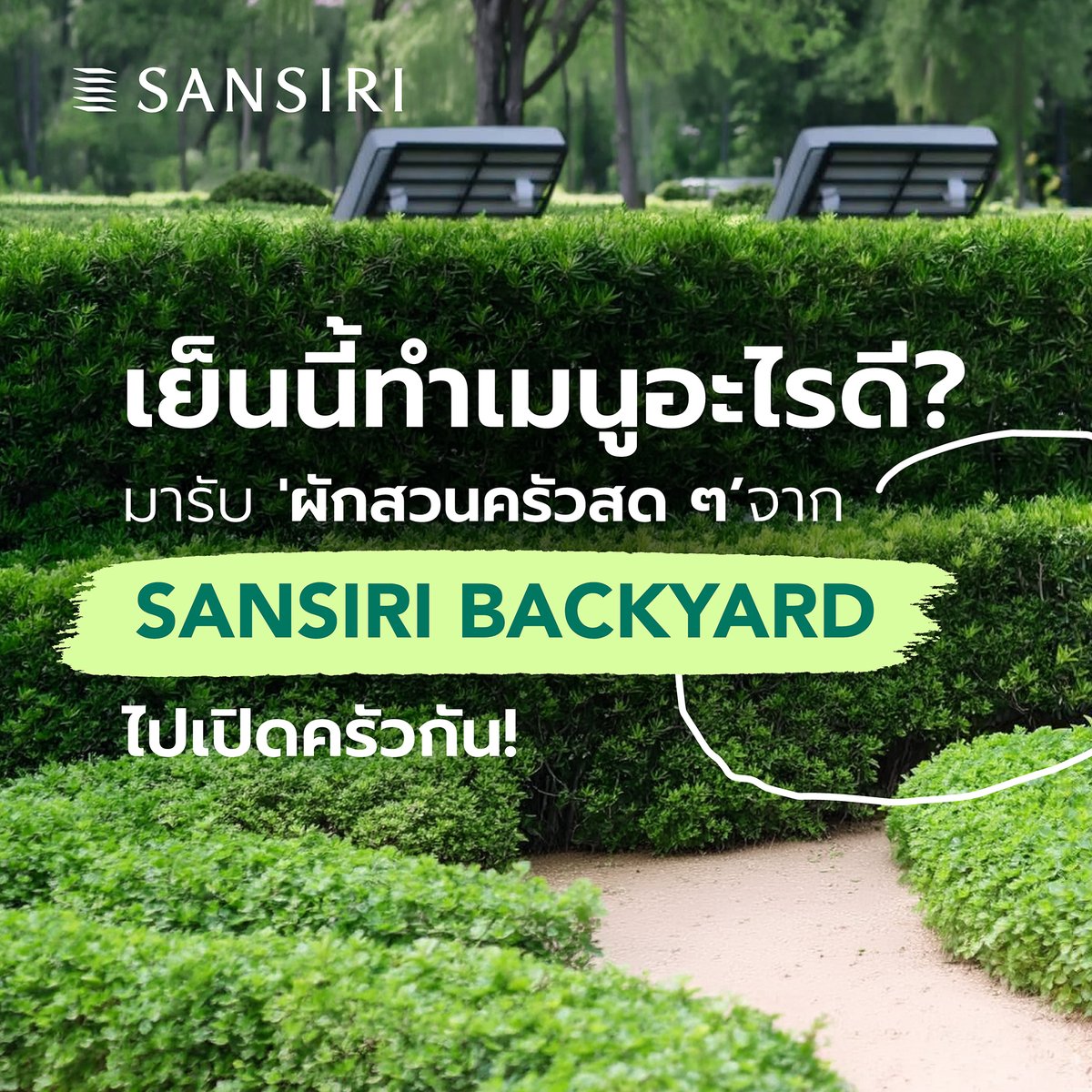 PlusPropertyTH's tweet photo. เย็นนี้ทำเมนูอะไรดี? ถ้ายังคิดไม่ออก  แวะมารับ “โจทย์ลับความอร่อย” จากแปลงผัก Sansiri Backyard! 🌿🌶️✨

รอบนี้พี่ ๆ นิติ พลัส พร็อพเพอร์ตี้ ตั้งใจเก็บเกี่ยวพืชผักสวนครัวและสมุนไพรปลอดสารพิษสด ๆ จาก Sansiri Backyard จัดมาเป็นเซตพร้อมปรุง ห่อใบตองน่ารัก ๆ เตรียมไว้ส่งมอบให้ลูกบ้านได้เปิดครัวทำมื้อโปรดกันแบบสดฉ่ำ 0 กิโลเมตร

ทั้งกะเพราหอม ๆ โหระพา พริกสด ผักบุ้ง ผักกาดขาว ฯลฯ ที่พี่ ๆ นิติฯ ช่าง และทีมงาน ช่วยกันรดน้ำ พรวนดินดูแลด้วยใจ เพื่อส่งต่อความสุขและสุขภาพดีให้ทุกครอบครัว 💚

เย็นนี้ลูกบ้านท่านไหนได้ผักมัดนี้ไป เล็งจะเนรมิตเป็นเมนูอะไรกันบ้างคะ? ต้มยำน้ำใส ผัดกะเพรา หรือไข่เจียวสมุนไพรฟู ๆ ถ่ายรูปจานโปรดมาอวดใต้โพสต์นี้กันได้เลย 👇🍳🍲

#SansiriBackyard #EdibleLandscape #Sansiri #EverydayLifeIsGood #ทุกวันชีวิตดี #PlusProperty #PlusLivingManagement #PLUSEverydayWellness #ใส่ใจดีนี่แหละพลัสฯ