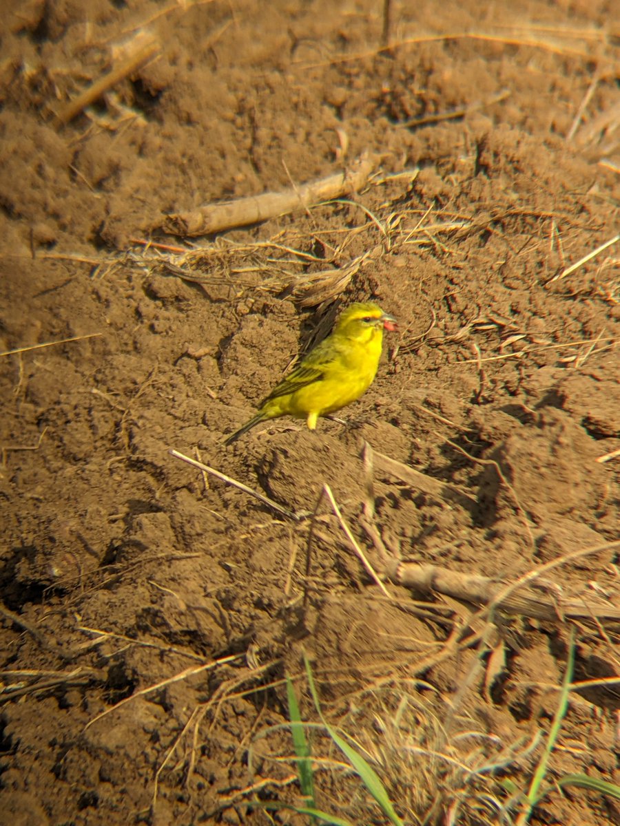reallifesafaris's tweet photo. Brimstone Canary is my name, I'm one of  #birds of Rwanda. I really wish you enjoyable new week as I'm #enjoying my  morning breakfast ( seeds ) along the @reallifesafaris ' #hiking trail into the mountains of Kigali city!

" https://t.co/Lg6SGfgJLr https://t.co/DXQJkrrO0A