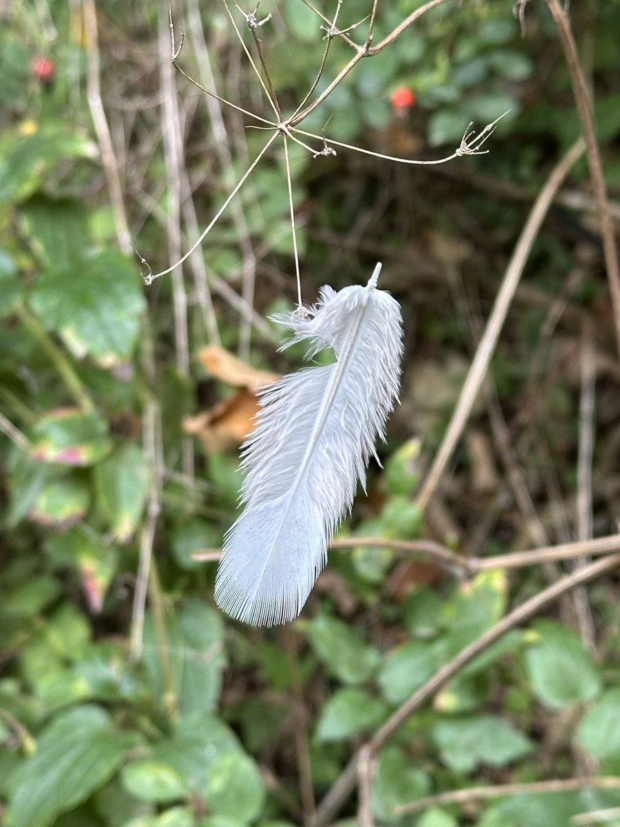 HelenIbbott's tweet photo. ..
🍂 ~ “More autumn wanderings.” ~ 🥾
📱 My own.
🤎 #AutumnIsHere https://t.co/iUGiiQOpPC