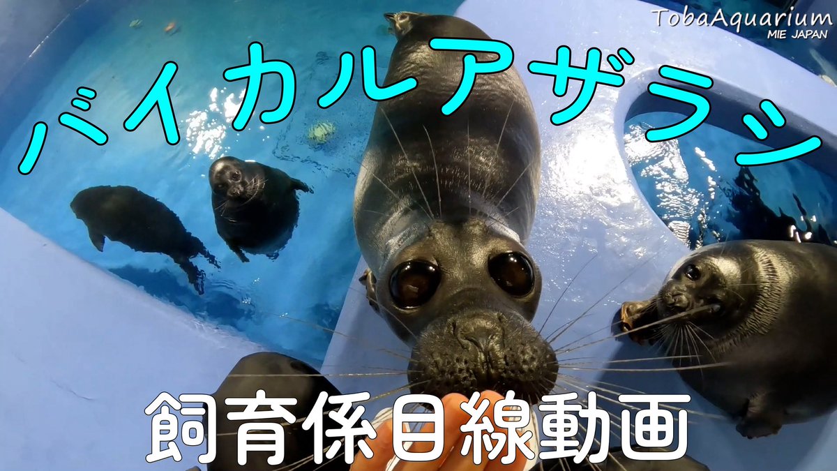 TOBA_AQUARIUM tweet picture