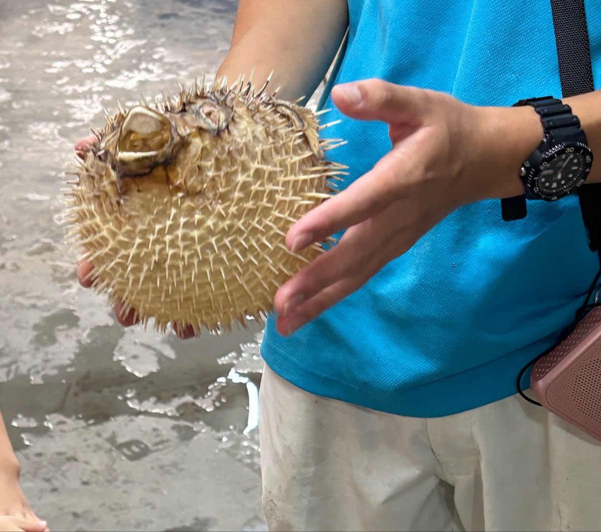 KemKem0818pi's tweet photo. ビーチランドのバックヤードツアーの満足度が高すぎた🐠
ウミガメの赤ちゃん抱っこしたり、ボンバーズをステージ側から眺めたり🐬
ごはんの保管庫やハリセンボンの骨格など貴重なものばかり見せていただいた🐡

#南知多ビーチランド https://t.co/f5LvMNVlFD