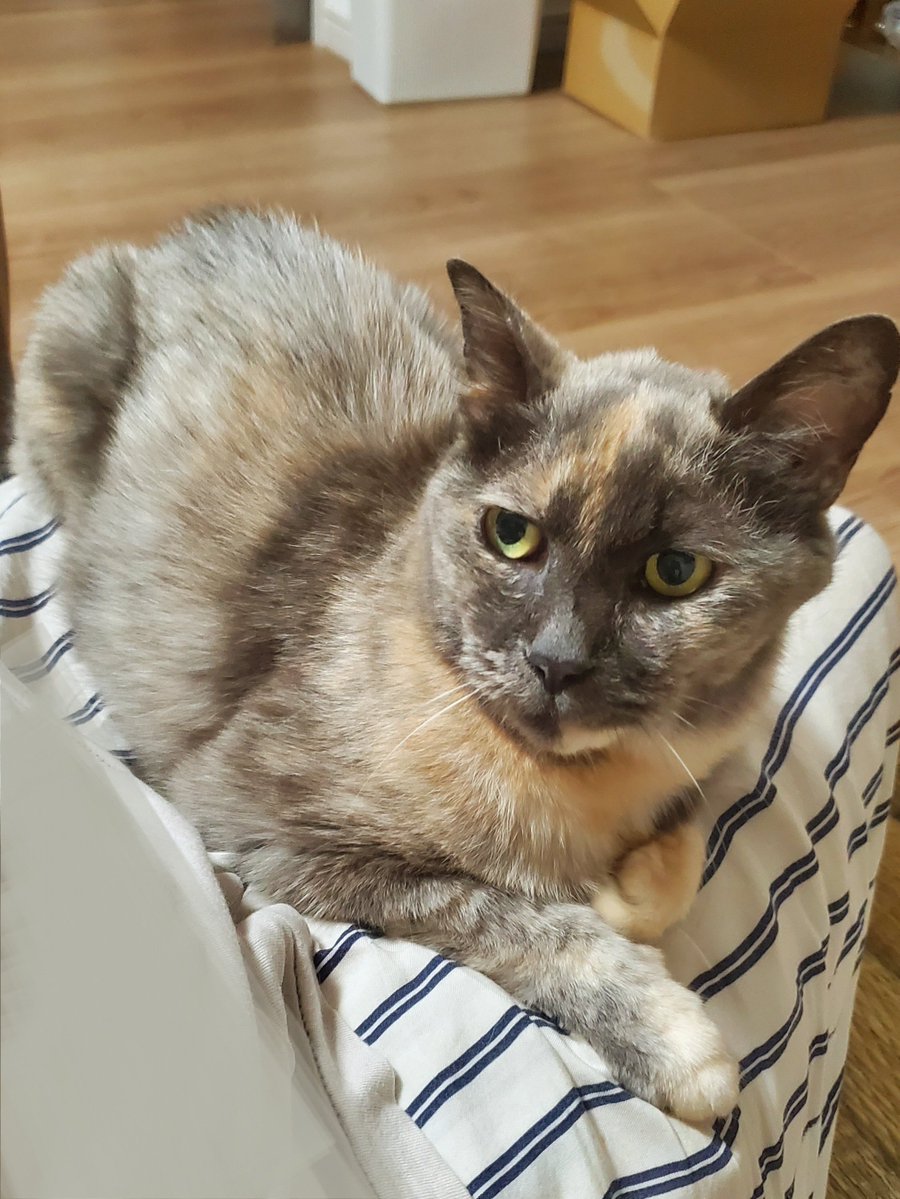 ennpaiyanohito's tweet photo. スタバの猫耳カスタムと言うのが気になっていたけど、家の猫サマの柄(パステルサビ)は公式で無かったので店員さんにご相談した
結果は「アフォガードフラペチーノ＋ホイップ＋チョコソースをカップの中回りに＋猫耳」と、こんな感じに

私の写真技術がないからあれなのは許して https://t.co/moktNBeNZ4