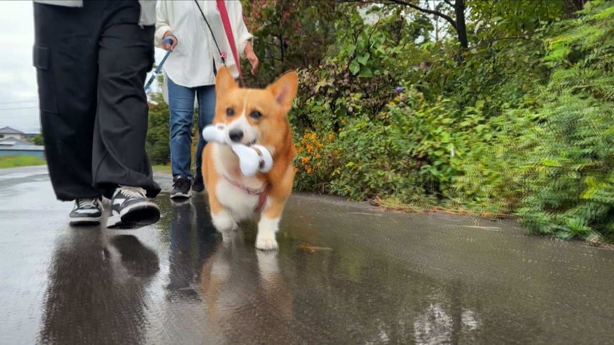 cx_mezamashi's tweet photo. きょうのわんこに登場してくれたのは「神楽（かぐら）」でした🐶後輩わんこの「颯（はやて）」との楽しみが散歩🦴そして「神楽」は骨の形のおもちゃをくわえて散歩をするのがお気に入りなんだって😋

きょうのわんこはFODで無料配信中→https://t.co/GzHYO7WNLv https://t.co/WQr9zdUNuD