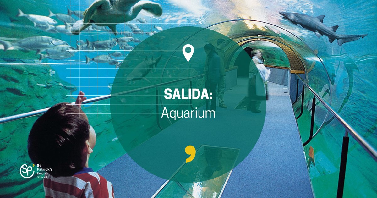 StPatricksSS's tweet photo. 🐠 ¡Hoy nos sumergimos en una gran aventura!

🌊 El alumnado de 3.º de Educación Infantil visita el 
@aquariumss dentro del proyecto “The Sea”. 

🐙🐡 Aprender, observar y disfrutar… ¡Como auténticos exploradores marinos! 

#TogetherShapingTheFuture https://t.co/vO4NfFpwWZ