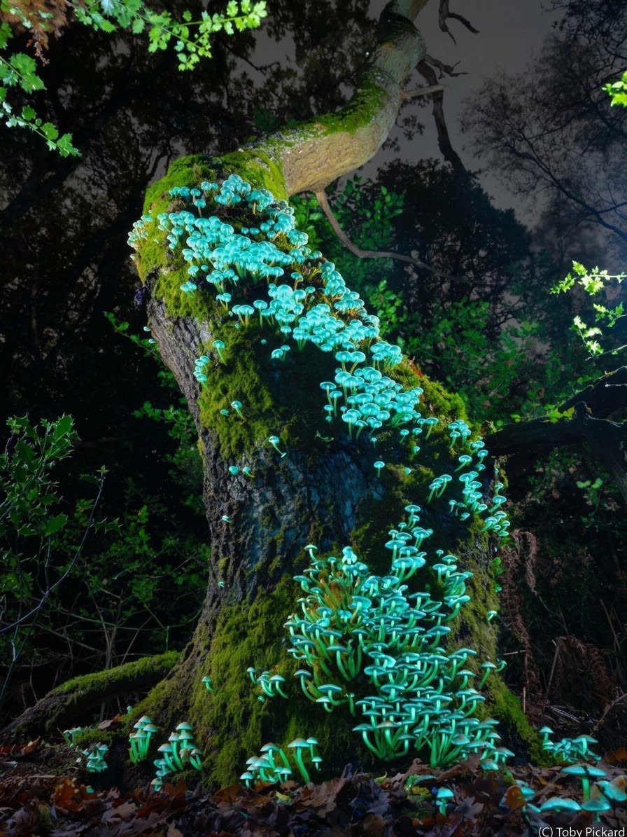 EvolveWildlife's tweet photo. Luminous Forest. A decaying tree in Buckinghamshire, erupts in an eerie turquoise glow as sulphur tuft mushrooms fluoresce under ultraviolet light. 

📷 Toby Pickard https://t.co/uq4nWdxjuy