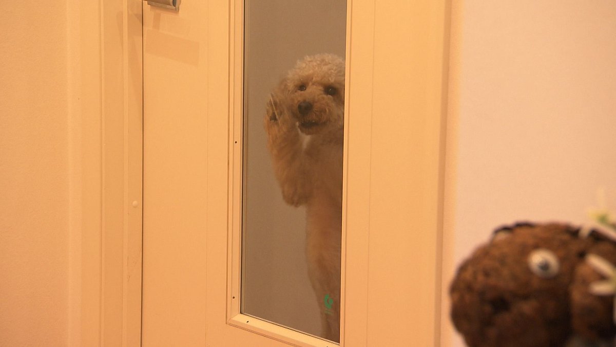 cx_mezamashi's tweet photo. きょうのわんこに登場してくれたのは「きなこ」でした🐶とにかく家族が大好きで奥さんが帰ってくるとドアの前に言って大騒ぎでお出迎え👪そしてガラス越しに姿が見えるとガラスをカキカキして大興奮するんだって😝

きょうのわんこはFODで無料配信中→https://t.co/GzHYO7WfVX https://t.co/sndq1wKF0a