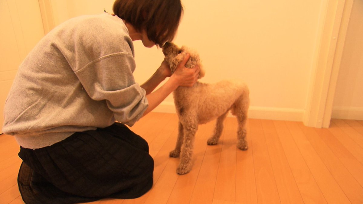 cx_mezamashi's tweet photo. きょうのわんこに登場してくれたのは「きなこ」でした🐶とにかく家族が大好きで奥さんが帰ってくるとドアの前に言って大騒ぎでお出迎え👪そしてガラス越しに姿が見えるとガラスをカキカキして大興奮するんだって😝

きょうのわんこはFODで無料配信中→https://t.co/GzHYO7WfVX https://t.co/sndq1wKF0a
