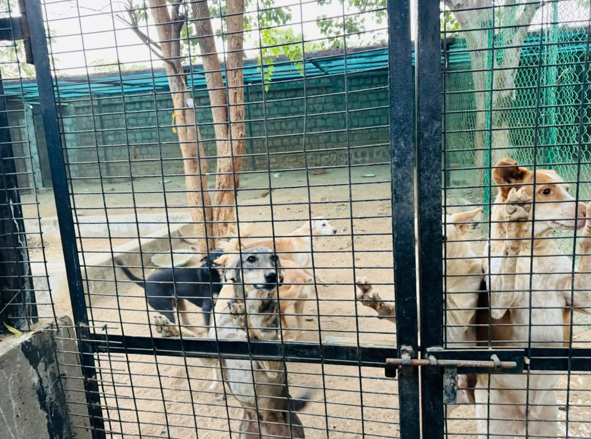 SnooopSnoopy's tweet photo. BITS PILANI, HYDERABAD: COMMUNITY DOGS REMOVED FOR NO REASON.

Students allege that 10–15 innocent campus dogs were captured and taken to a GHMC/ABC shelter in September.

Despite appeals for their return, reports suggest the dogs may not be brought back.

Where are these dogs? Why are they being denied their return?

We demand answers and immediate action if this is true. 

@GHMCOnline @bitspilaniindia @BITSPilaniGoa @bitsalumni @bitshyderabad 

#Hyderabad #SaveIndianDogs #AnimalCruelty #India